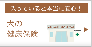 トイプードルの健康保険