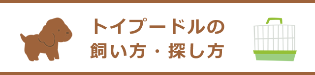 トイプードルの飼い方・探し方