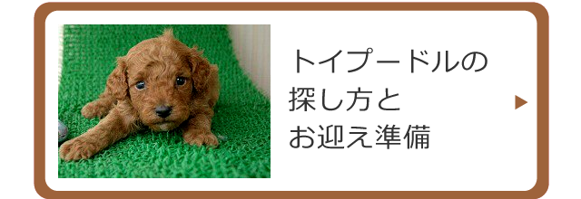 トイプードルの探し方とお迎えの準備