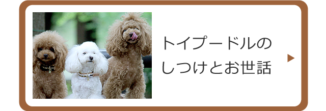トイプードルのしつけとお世話