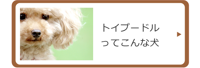 トイプードルってこんな犬